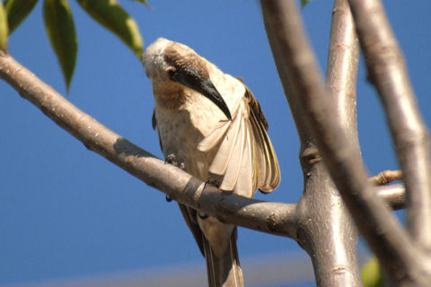 Little Friarbird (Philemon citreogularis)